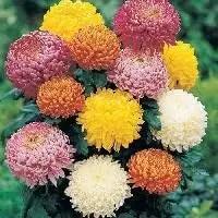 organic mixed flower seeds