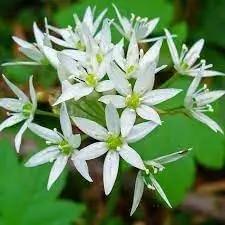 ursinum flower flower seeds