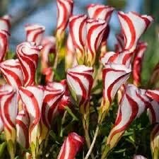 red wood flower seeds