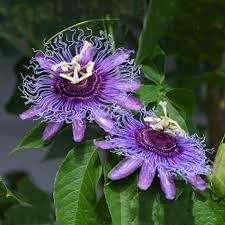 Flower Seeds, Seeds for Planting, Plant Seeds
