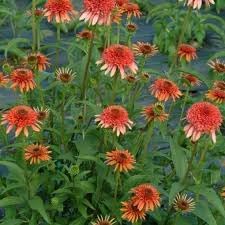 Flower Seeds, Seeds for Planting, Plant Seeds