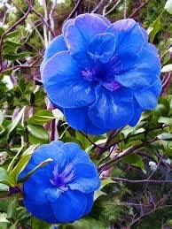 Flower Seeds, Seeds for Planting, Plant Seeds