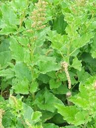 Flower Seeds, Seeds for Planting, Plant Seeds