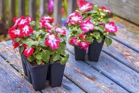 ornamental flower flower seeds