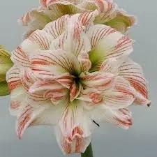 amaryllis barbados flower seeds