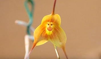 yellow non flower seeds