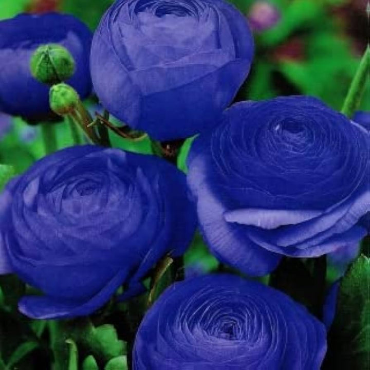 Blue Ranunculus Flower Seeds 100 pcs