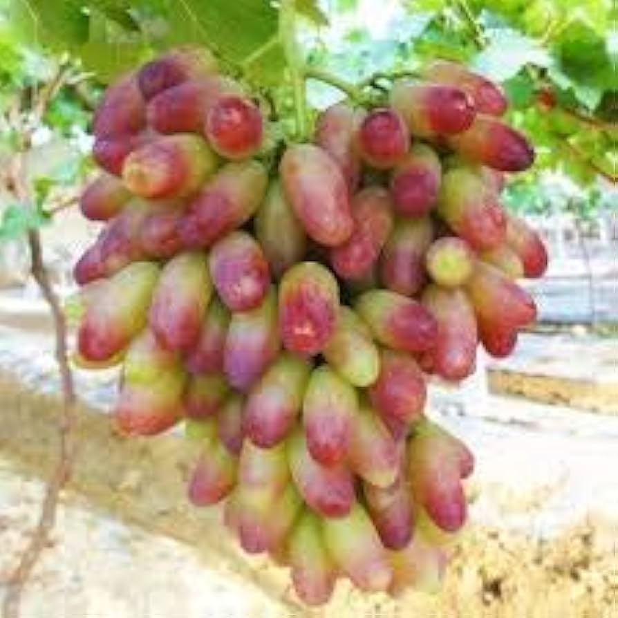 Green Red Grape Fruit Seeds for Planting - Sweet and Tangy Grapes for Your Backyard , Heirloom Seeds