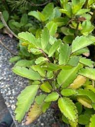 Flower Seeds, Seeds for Planting, Plant Seeds