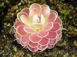 butterworth plant flower seeds