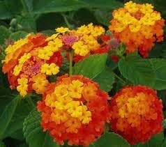 wandelrose flower flower seeds