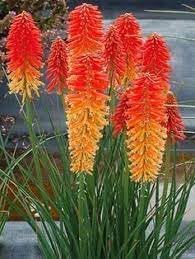 poker plant flower seeds