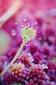 Flower Seeds, Seeds for Planting, Plant Seeds