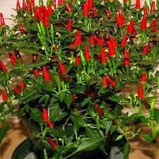 Heirloom Non-GMO Thai Sun Pepper Seeds for Planting