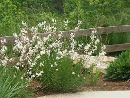 heirloom gaura flower seeds