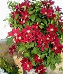 clematis flower flower seeds
