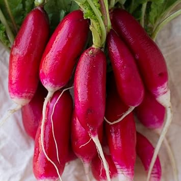 Lady Slipper Radish Seeds for Planting