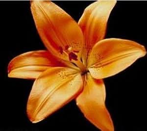 perfume lily flower seeds