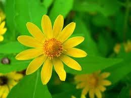 Flower Seeds, Seeds for Planting, Plant Seeds