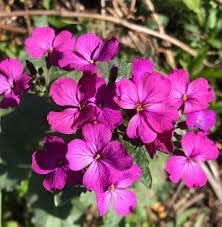 lunaria annua flower seeds