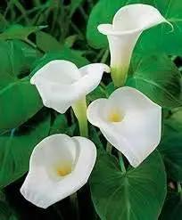white calla flower seeds