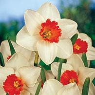 Flower Seeds, Seeds for Planting, Plant Seeds