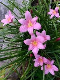 zephyranthes flower flower seeds