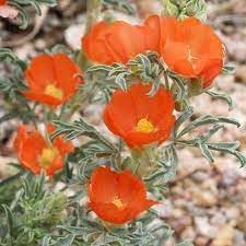 Flower Seeds, Seeds for Planting, Plant Seeds