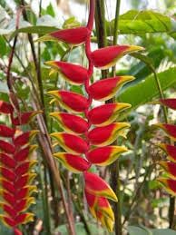 Flower Seeds, Seeds for Planting, Plant Seeds