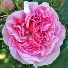 Flower Seeds, Seeds for Planting, Plant Seeds