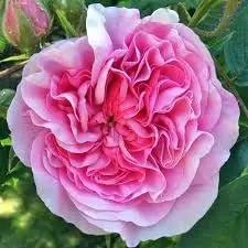 damask rose flower seeds