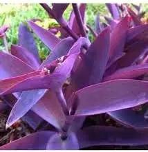tradescantia pallida flower seeds