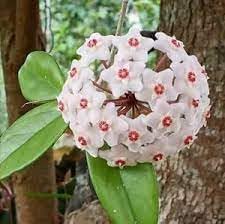 heirloom non flower seeds