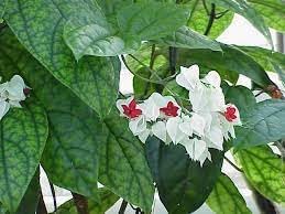 clerodendrum thomsonae flower seeds