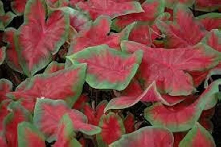 Caladium Bicolor Pale Red Flower Seeds for Planting 100 pcs