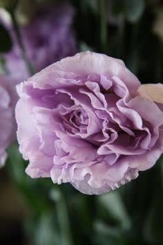 lavender eustoma flower seeds