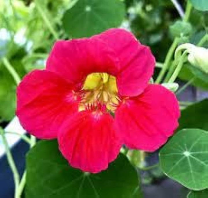 Dark Pink Nasturtium Flower Seeds for Planting – Heirloom, Non-GMO, High Germination Garden Seeds