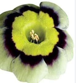 Flower Seeds, Seeds for Planting, Plant Seeds