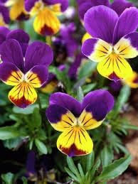 johnny jump flower seeds