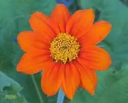 orange mini flower seeds
