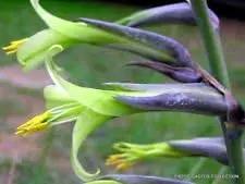 green puya flower seeds