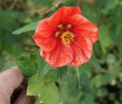 abutilon flower flower seeds