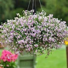 blutopia flower flower seeds