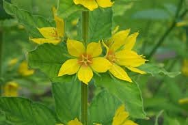 Flower Seeds, Seeds for Planting, Plant Seeds