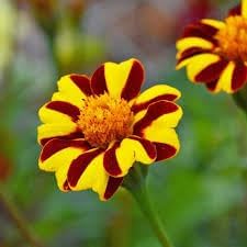 Flower Seeds, Seeds for Planting, Plant Seeds