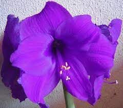 amaryllis flower flower seeds