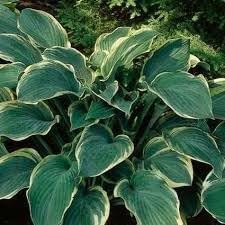 Flower Seeds, Seeds for Planting, Plant Seeds