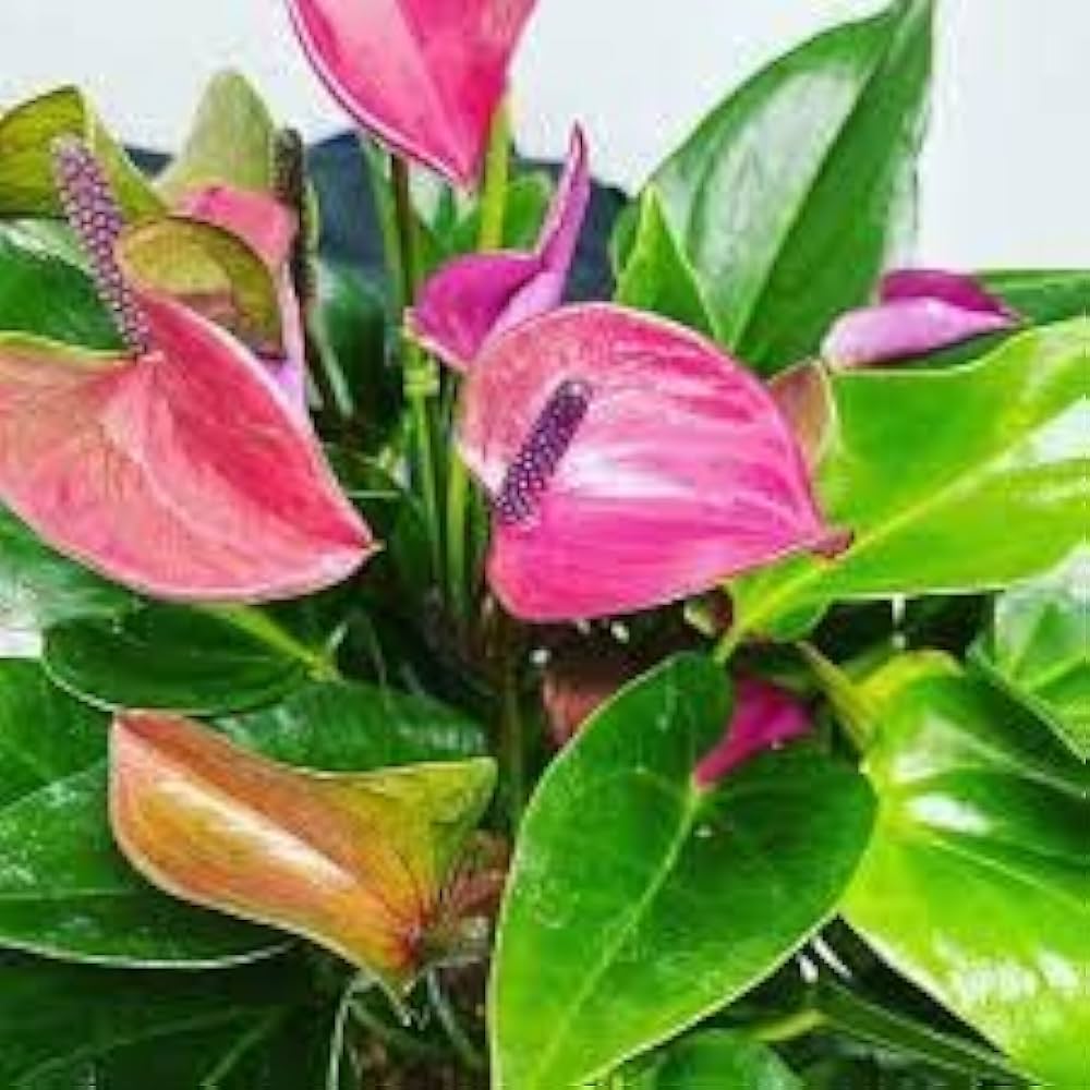 Mixed Anthurium Andraeanum Seeds for Planting - 100 pcs