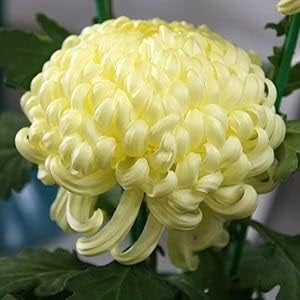 yellow heirloom flower seeds