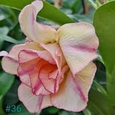 Flower Seeds, Seeds for Planting, Plant Seeds